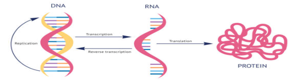 DNA to Protein Diagram